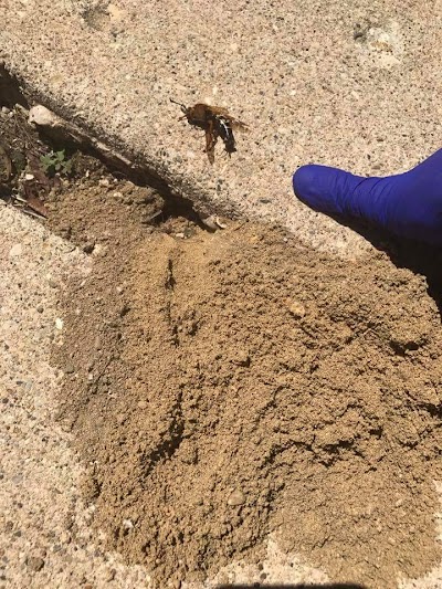 Eco Pest Solutions