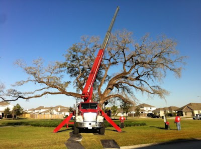 Champions Tree Preservation