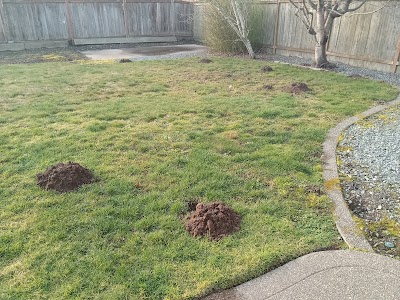 The Mole Busters