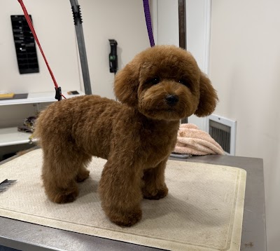 Pawfect Spa Ltd