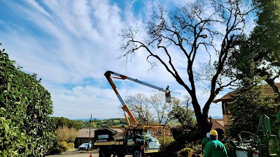 Mr. Arbor Tree Care Arborists