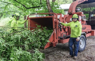 Green Oak Tree Experts