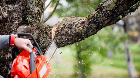 All-Star Landscaping and Tree Service of Royal Palm Beach