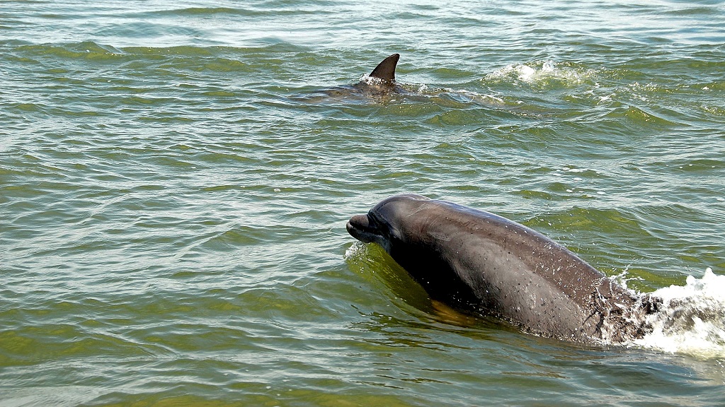 dolphin, boating, marine, water, sea, sea animals,