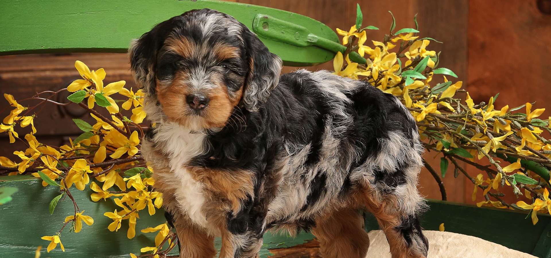 Dream Villa Pets