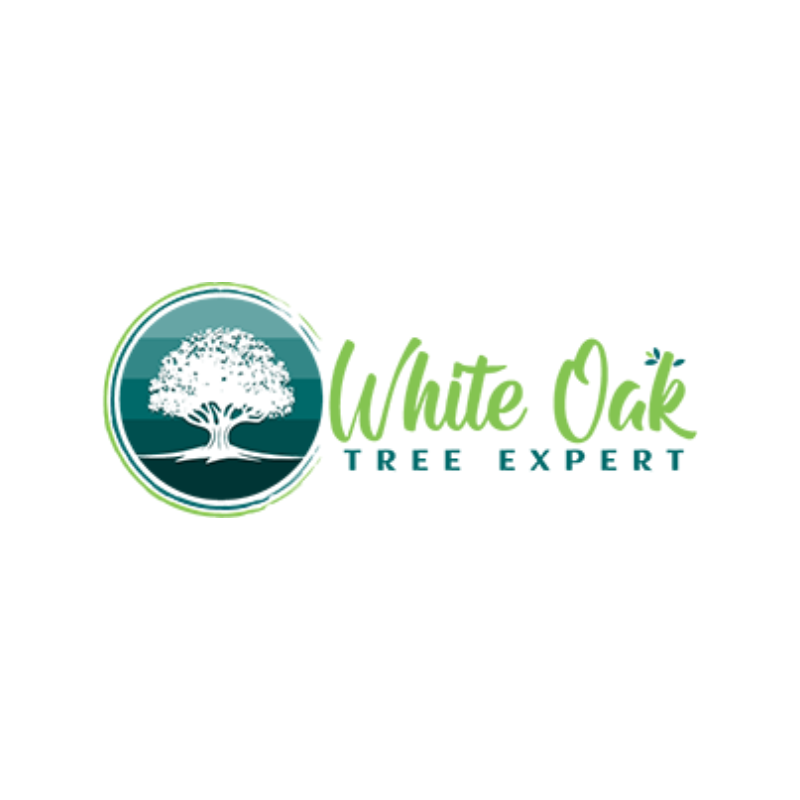 White Oak Tree Expert