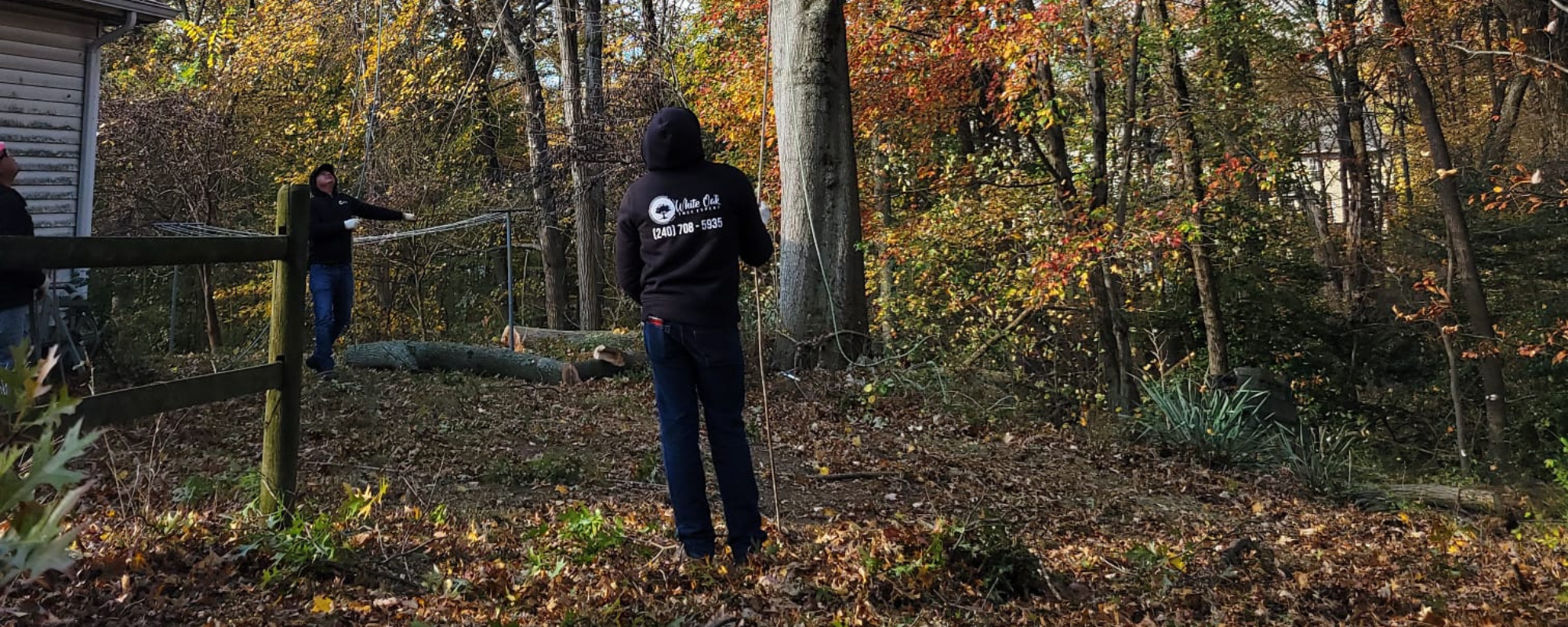 White Oak Tree Expert