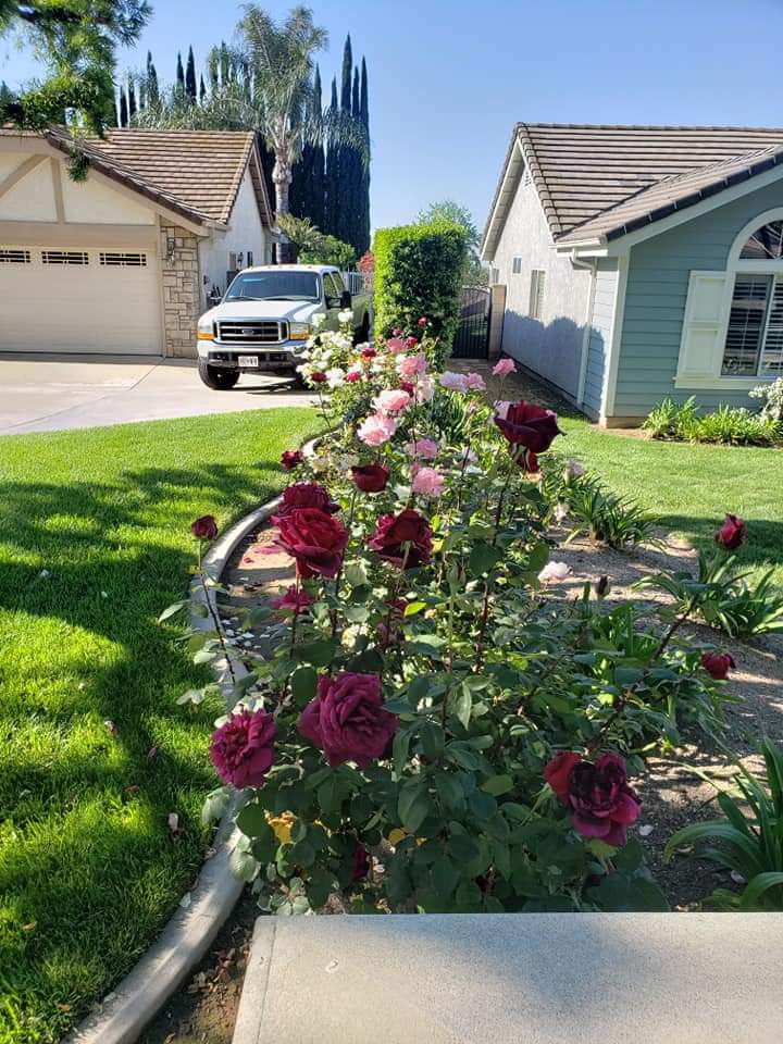 Santiago Alpha Landscape Designs