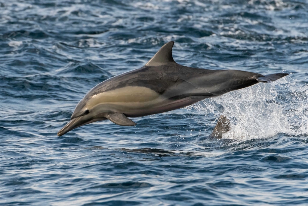 Shell Island Cruises