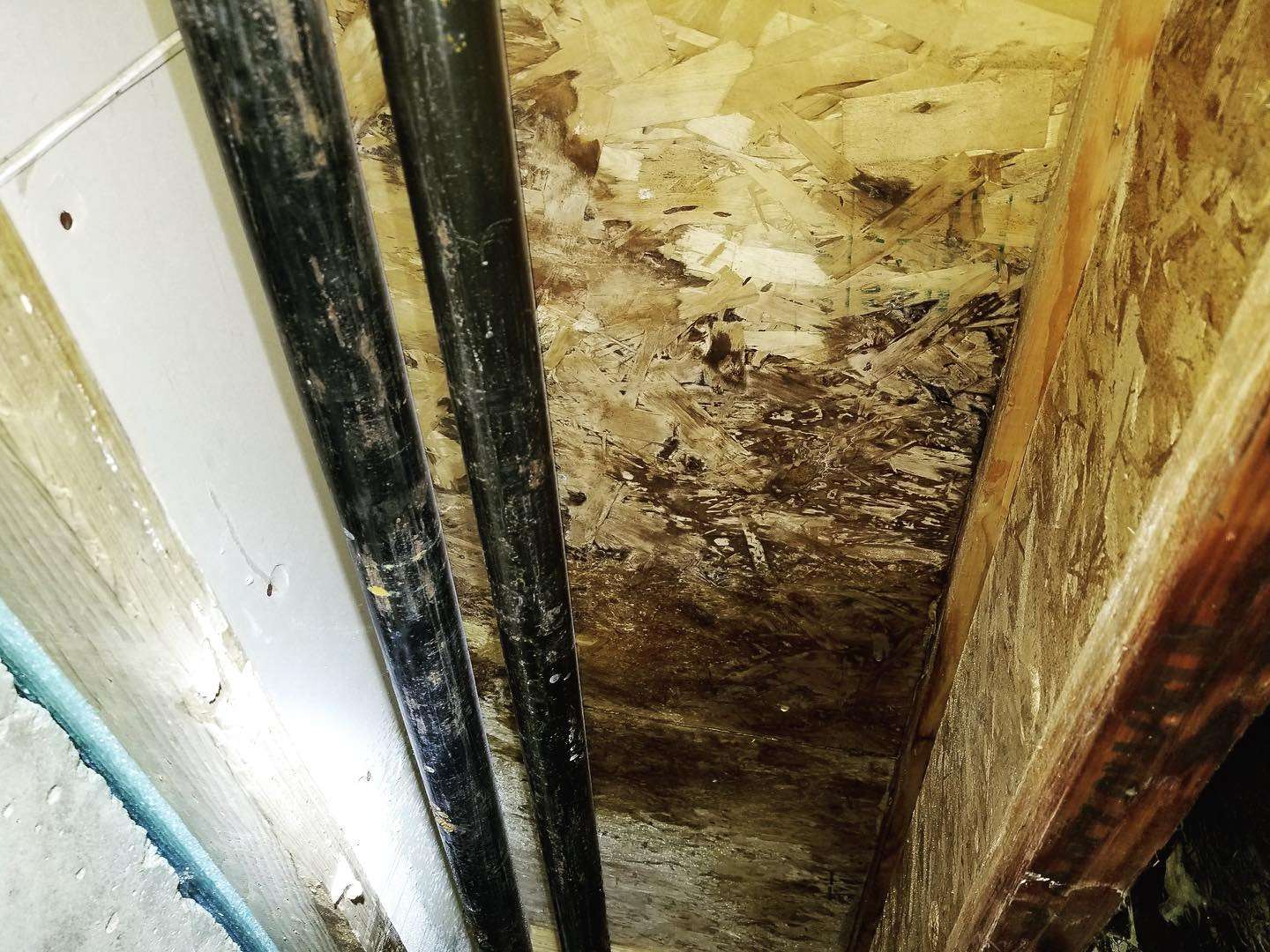 Mold Removal Express - Lakewood, CO