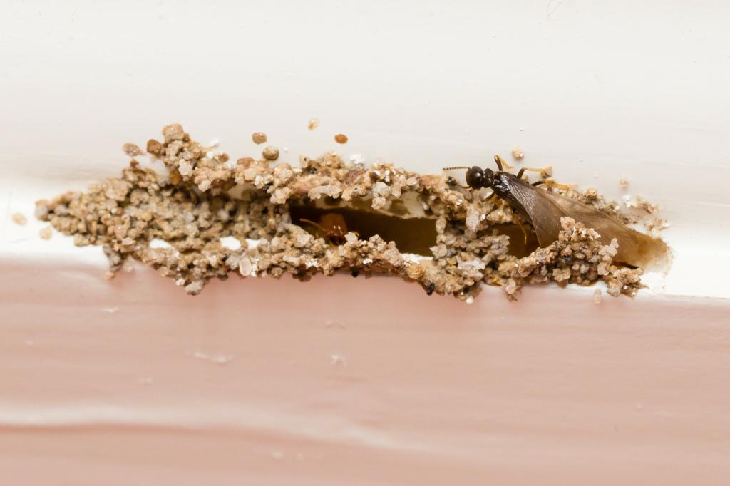 The Bug Master Pest Control & Disinfecting