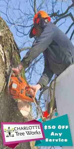 Charlotte Tree Removals