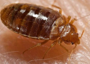 Instant Bed Bug Assassins