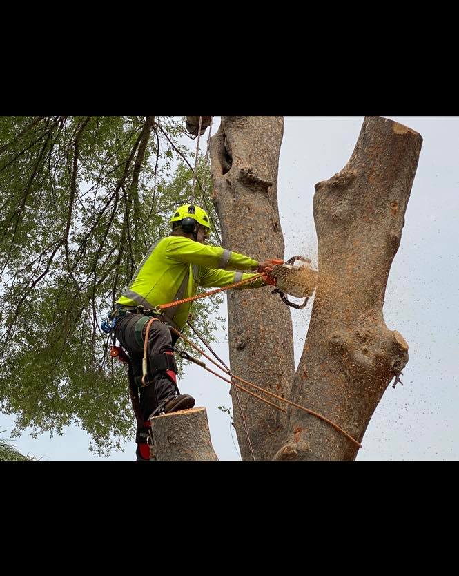 Urban Jungle Tree Co