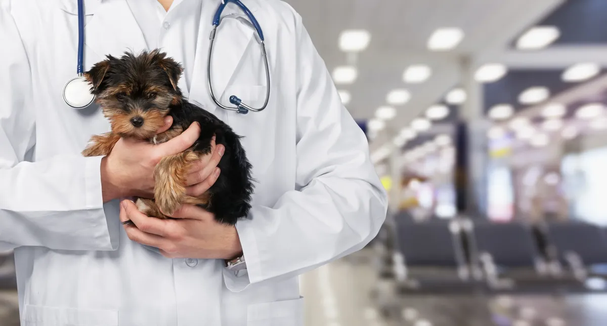 Fox Veterinary Services