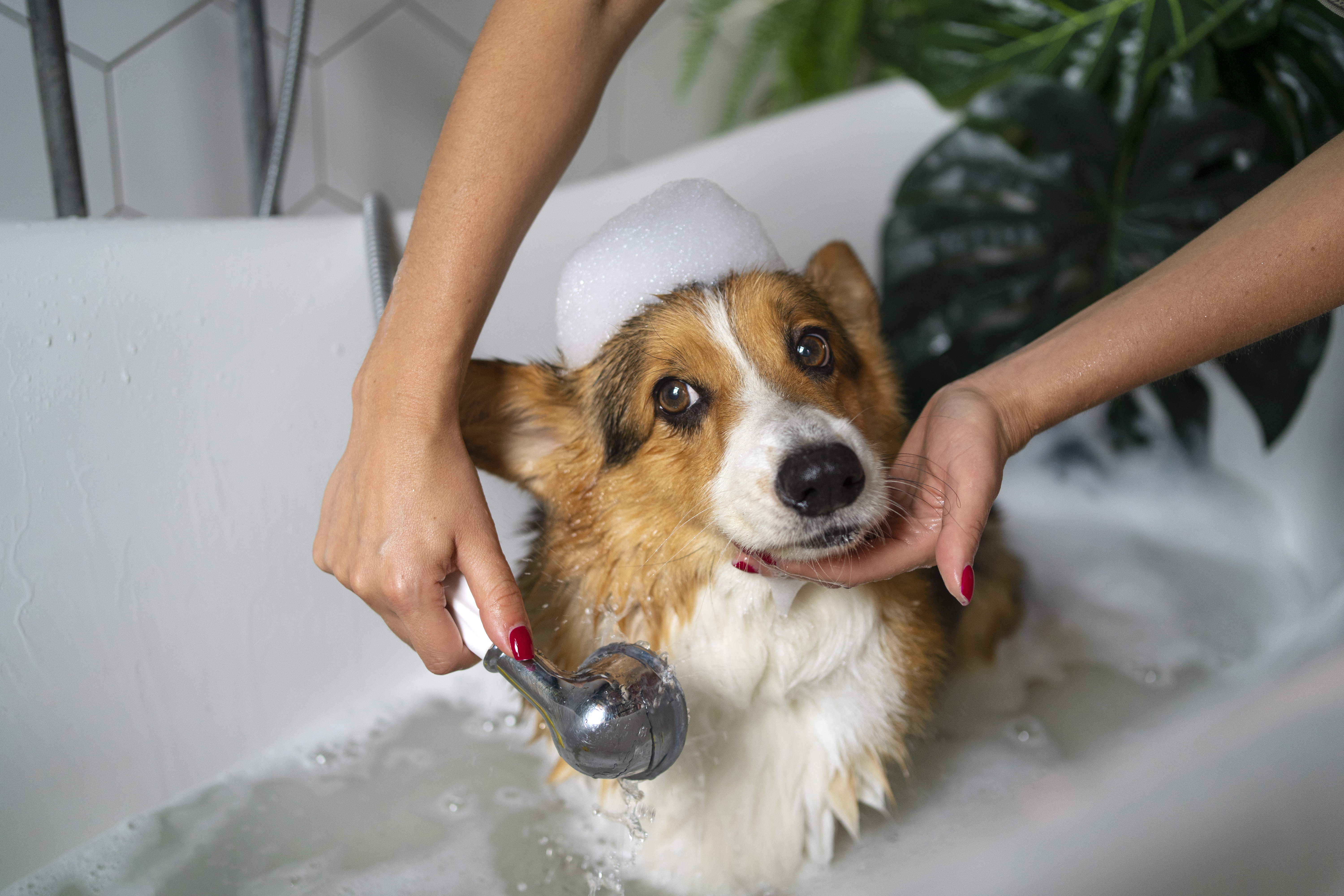 Doggie Care Services