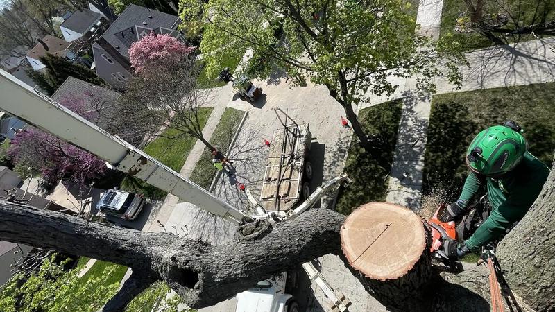 Tactical Trees