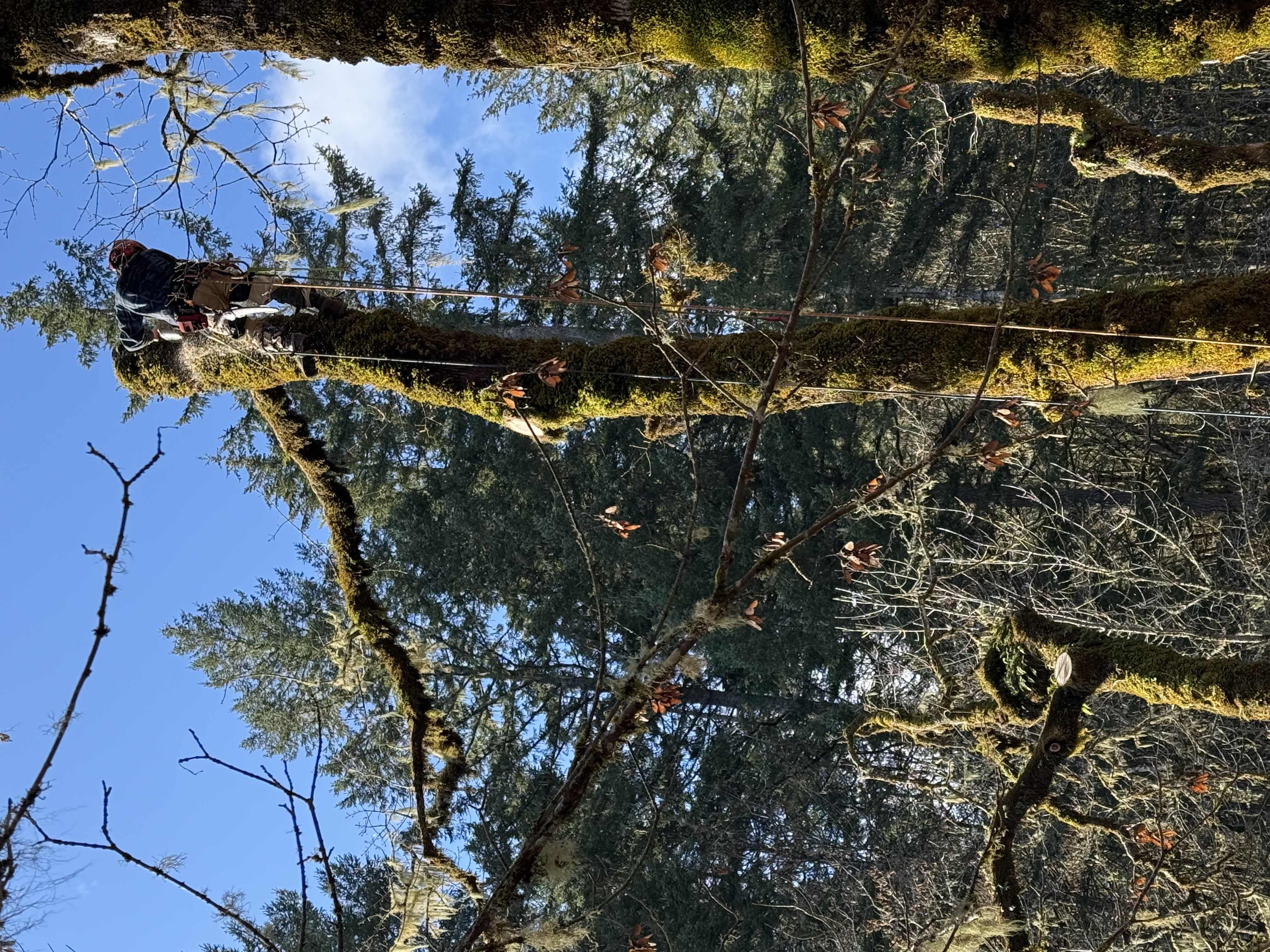 Corvallis Premier Tree Care