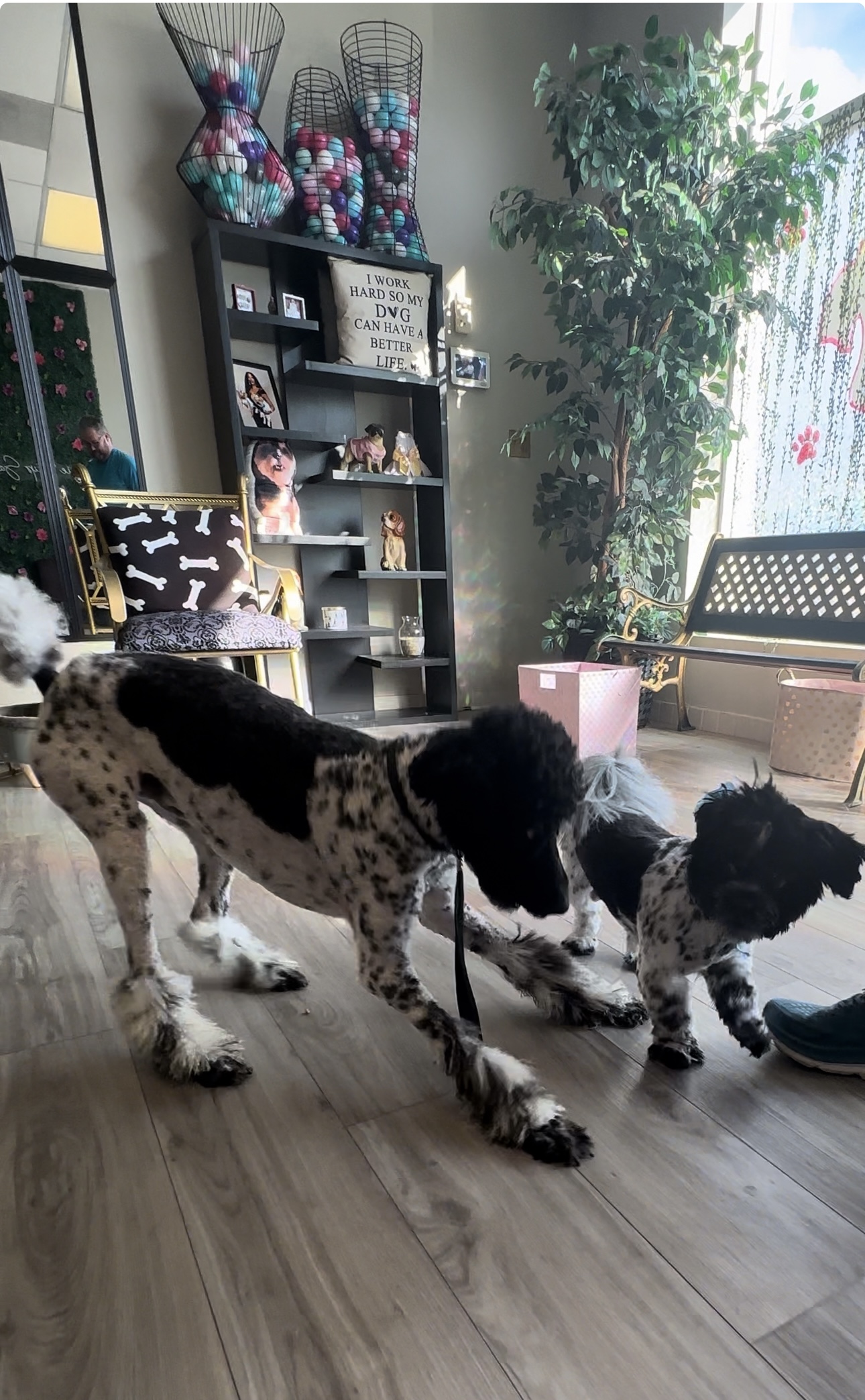 Bougie Pup Salon & Daycare