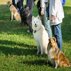 The Dog Wizard - Dog Training Travelers Rest, SC