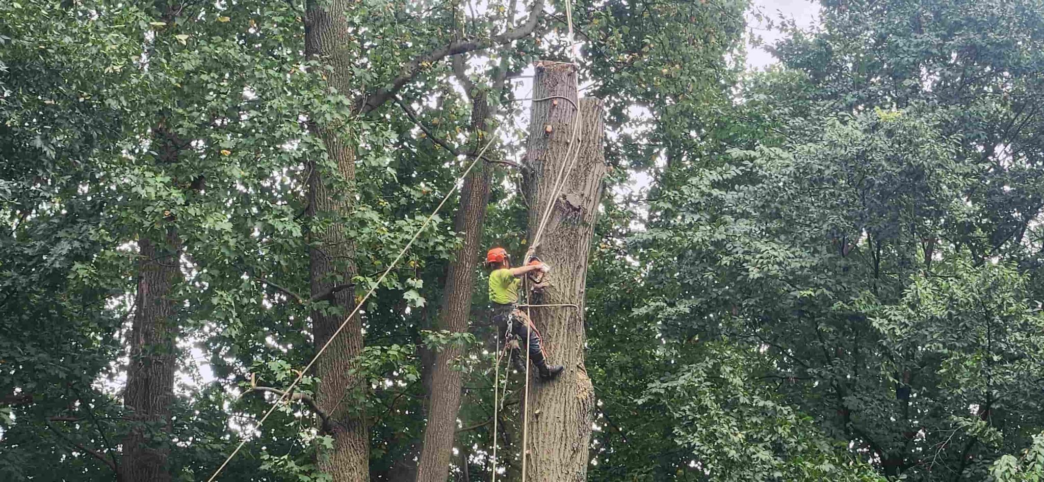H&E tree service & landscaping