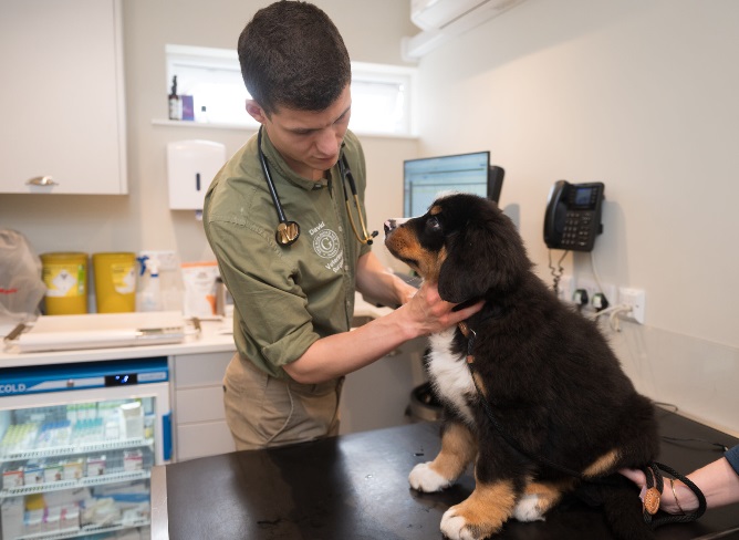 The Guildford Vet