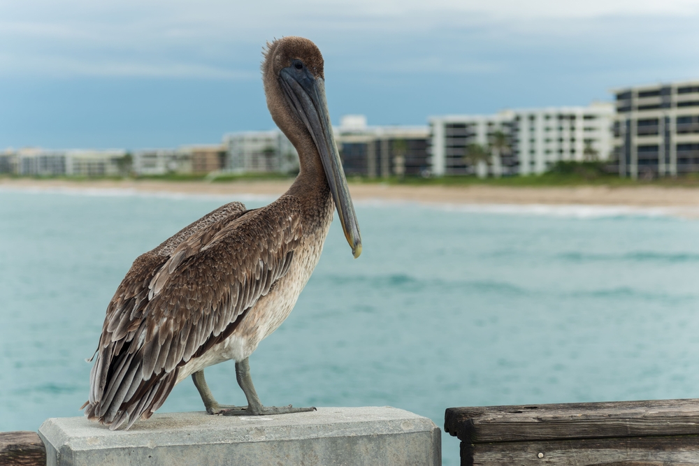 Home Insurance Florida