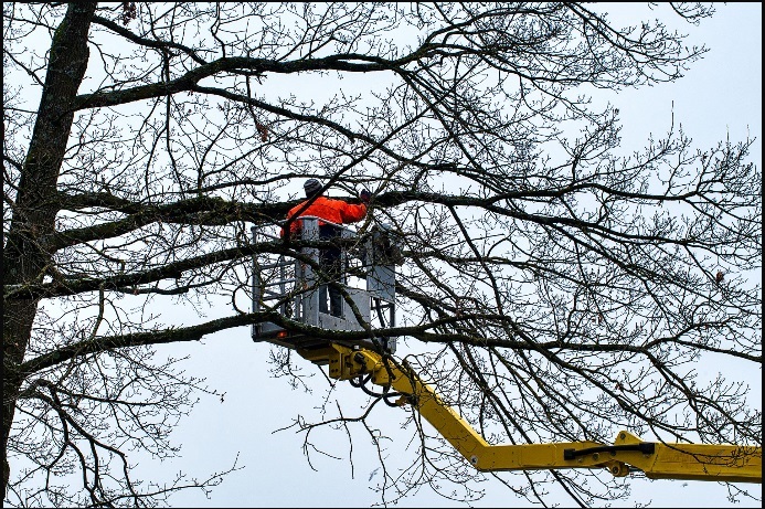 Caloosa Tree Services