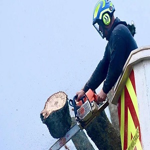 Hywel Jones Tree Services