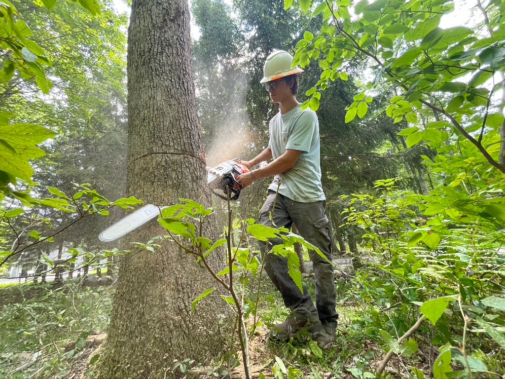 Backwoods Tree Service