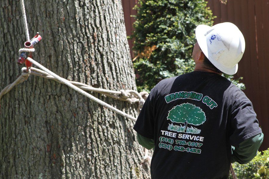 Tree Trimming & Pruning Nassau County