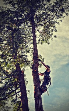 Rosas Tree Service of Martinez