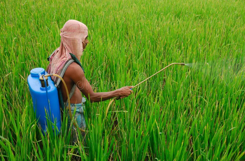 Bandya Mama – The Soul of the Soil