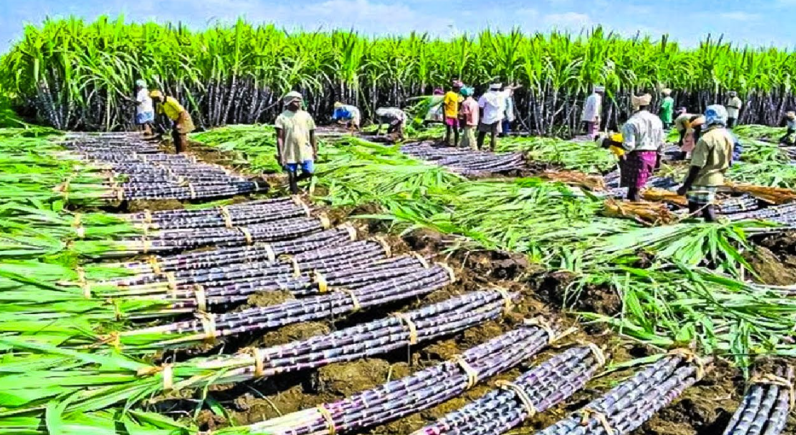 Bandya Mama : The Sugarcane King