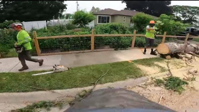 Tree Service Boss of Allen