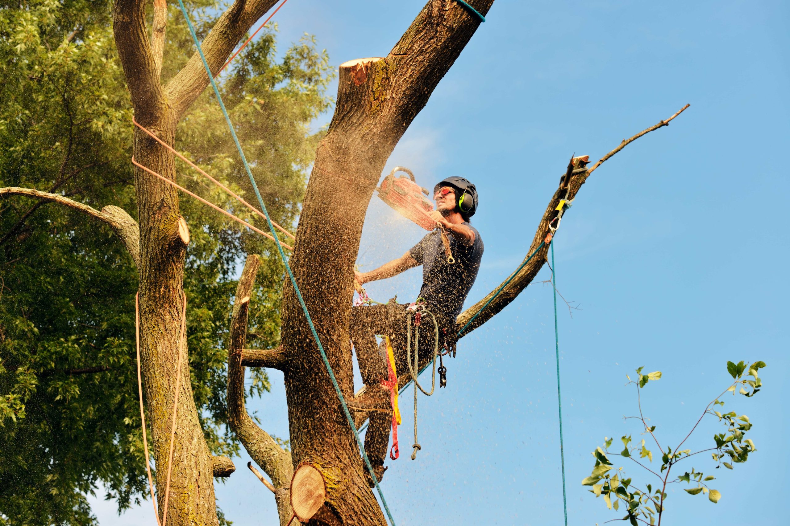 Nottingham Tree Removal