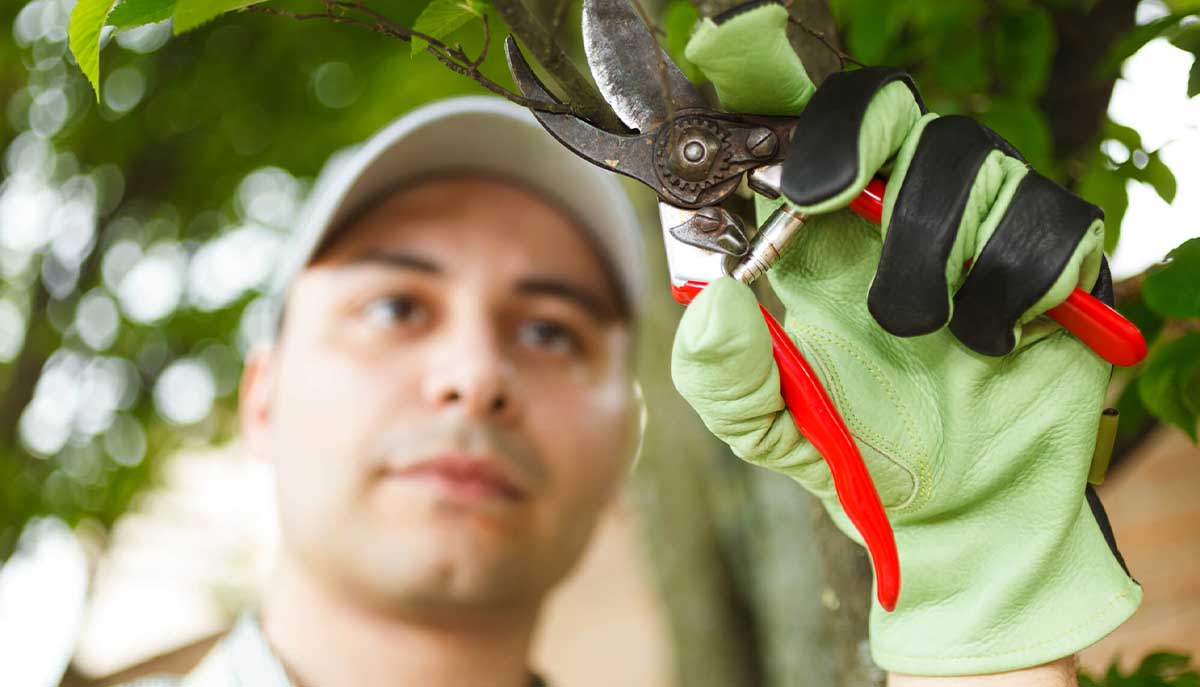Nottingham Tree Pruning