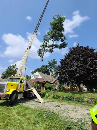 Solid Oak Tree Service