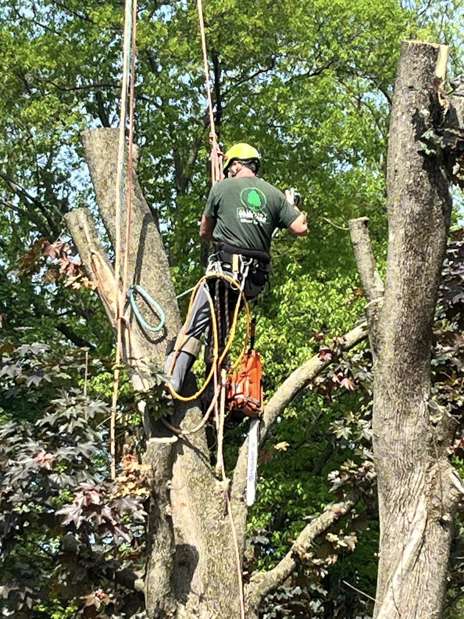 Allegiant Tree Care