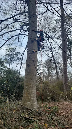 United Tree Pro Service