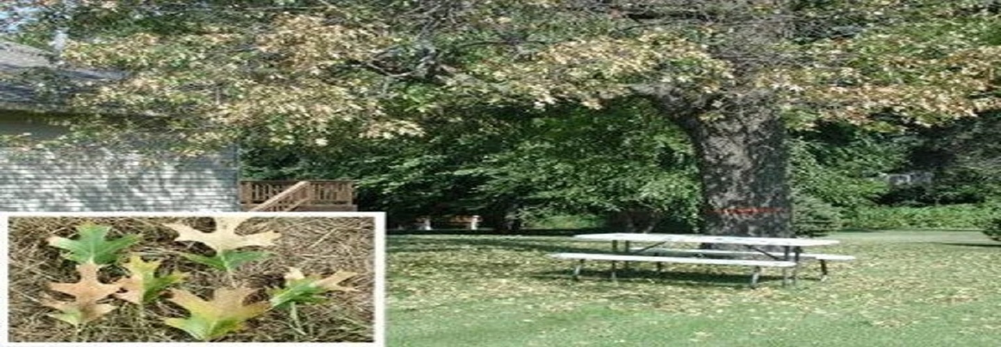 Bloomington Tree Care