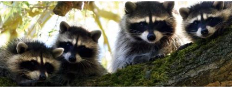 Paupack Wildlife and Pest Control