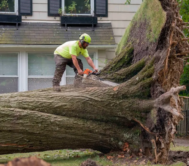 Reasonable Tree Service