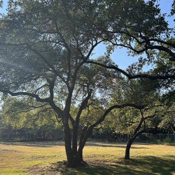 Tree Scouts Tree Service Leander