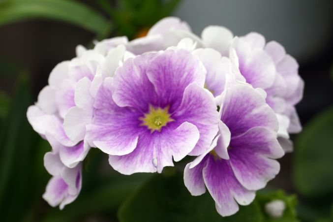Southside Blooms