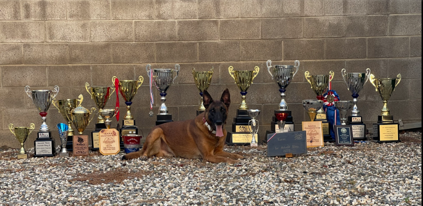 Prestige Protection Dogs
