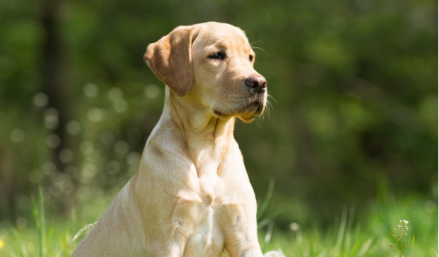 Prestige k9