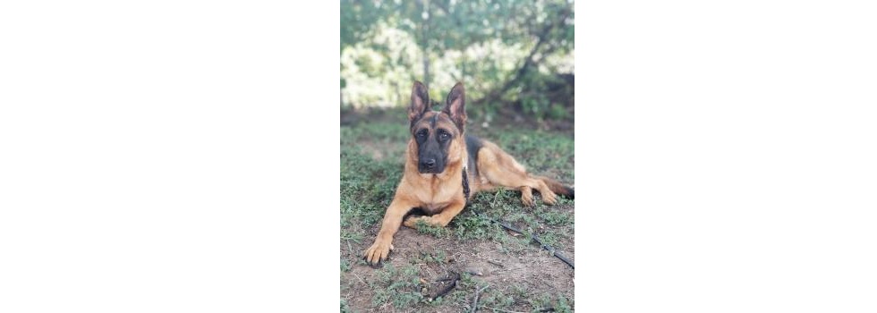 Tip Top K9 Dog Training Denton