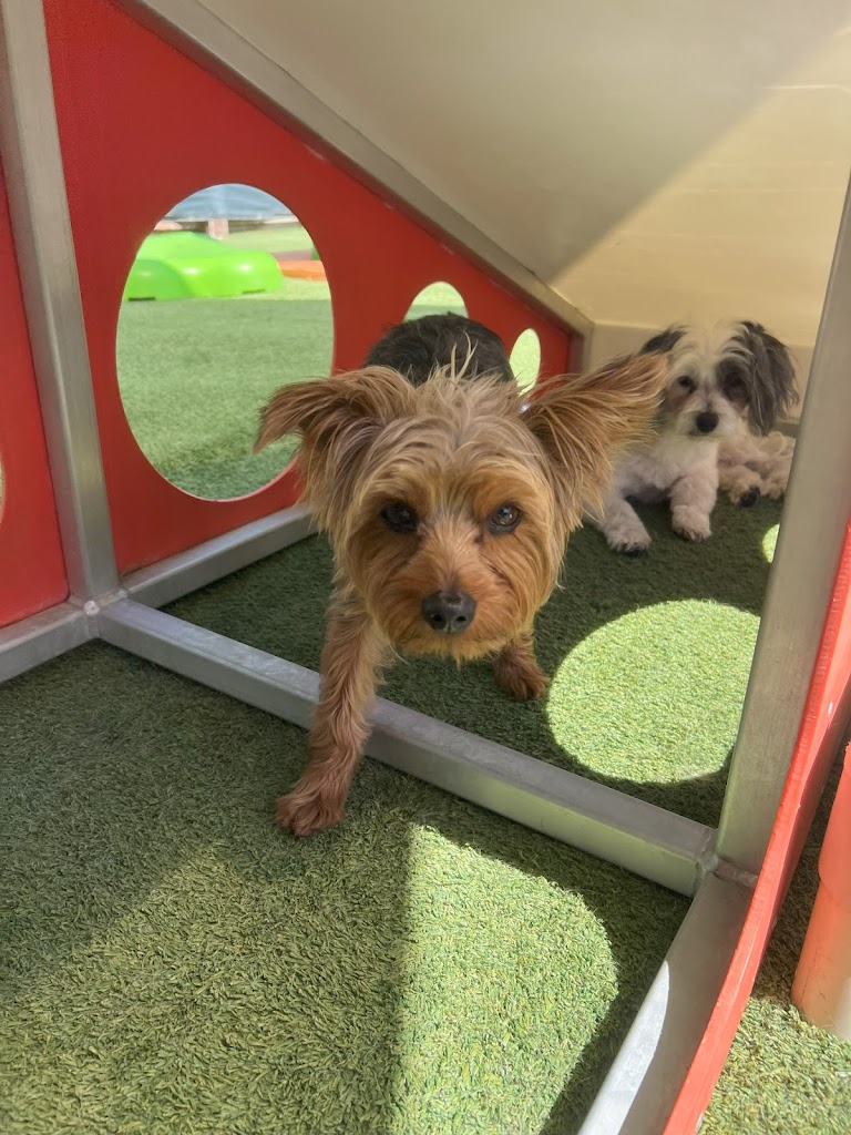 BratPak Dog Kamp