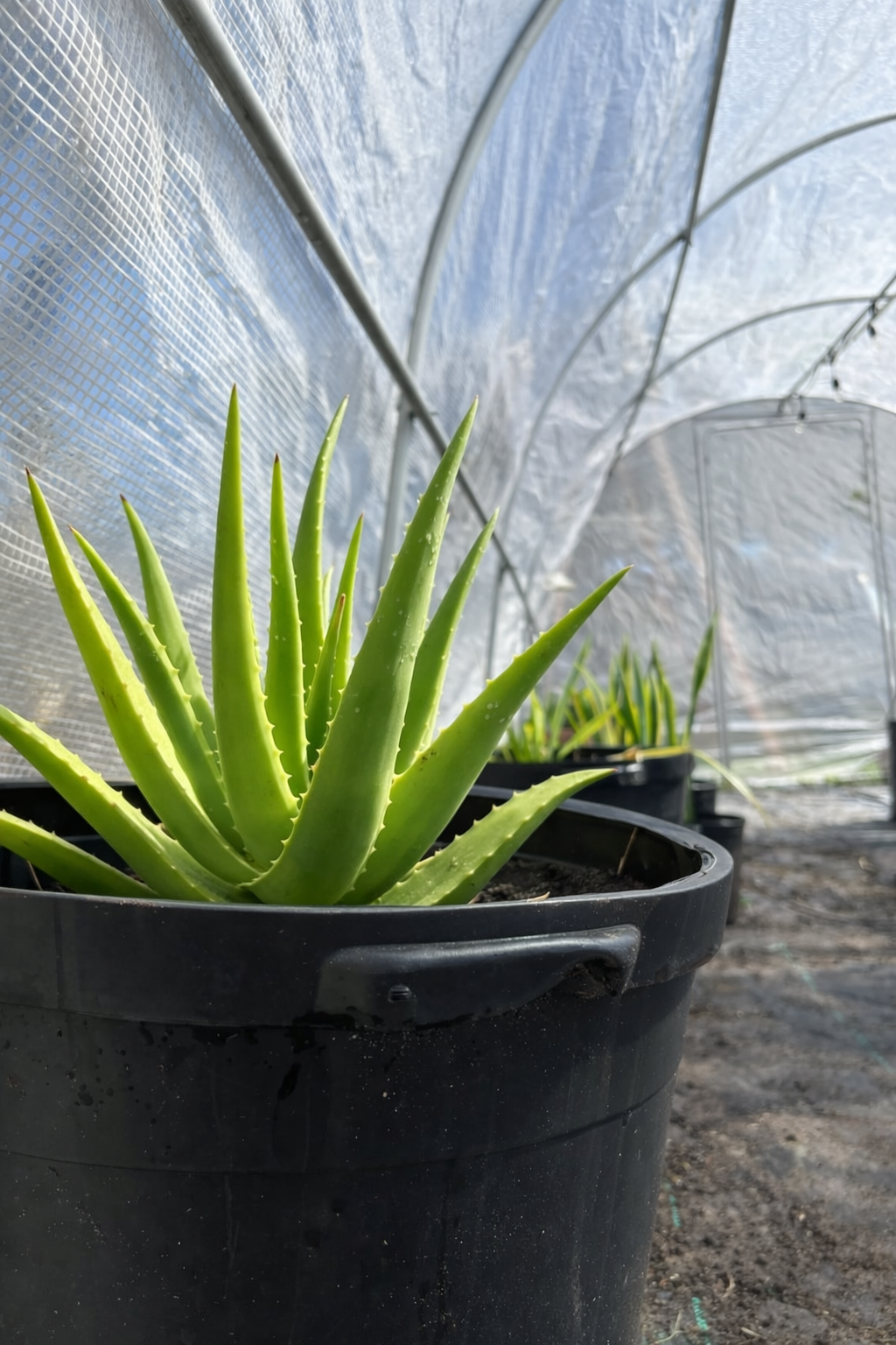 Aloe Vera Plant – Easy Care Succulent for Indoor & Outdoor Spaces